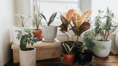 You Can Buy These 7 Beautiful Indoor Plants and Flowers Online